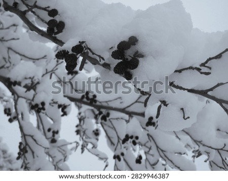 Dark berries and small cones dangle from branches heavily dusted with fresh snow.