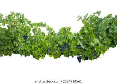 Dark black grape with leaves over white. Wet fruit, clipping path. Full depth of field. Ripe blue grapes on branch with green leaves isolated on white background. PNG - Powered by Shutterstock