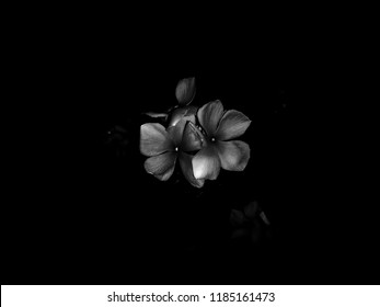 Dark Black Rose Flower Background Wallpaper - Shutterstock ID 1185161473