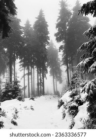 Bosque niebla negra y