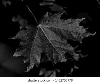 Dark Black White Maple Leaf Stock Photo 1432750778 | Shutterstock