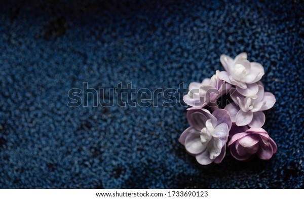 Dark Blue Background Lilac Flower Stock Photo 1733690123 | Shutterstock