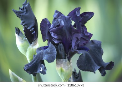 Dark Blue Bearded Iris Flower