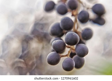 Inedible Berries Images Stock Photos Vectors Shutterstock Inedible Berries Images Stock Photos Vectors Shutterstock