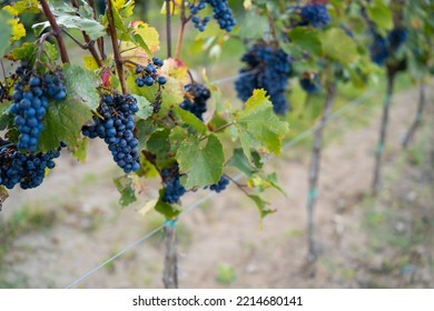 Dark blue bunch of grapes from vineyards for further processing into wine. Selective focus. Autumn wine. - Shutterstock ID 2214680141