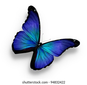 Dark Blue Butterfly Images, Stock Photos & Vectors | Shutterstock