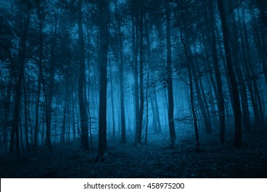 Mystical Forest Images, Stock Photos & Vectors | Shutterstock