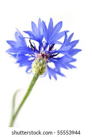 Dark Blue Cornflower Isolated Stock Photo 55553944 | Shutterstock