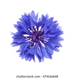 Dark Blue Cornflower Isolated On White