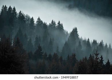 Dark blue foggy pine forest landdsape