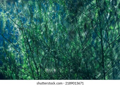 Dark blue green background texture of herbaceous medicinal plant Asparagus officinalis, in the evening light