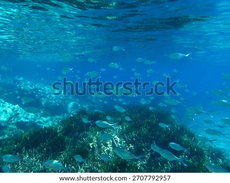 Dark blue ocean surface seen from underwater. Abstract waves underwater and rays of sunlight shining through, Sun light rays undersea deep, Underwater background with sea bottom, Mediterranean sea.