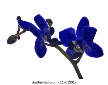 Dark Blue Orchid Flowers Isolated On White Background