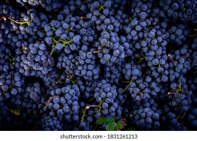 Dark Blue Ripe Grapes For Making Red Wine Macro - Cabernet Grapes