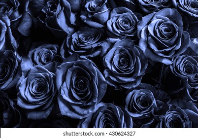 dark blue roses background. natura roses background. greeting card with a luxury roses.