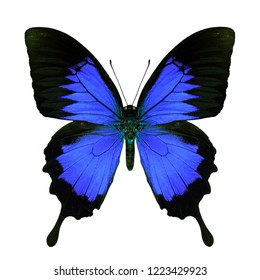 Dark blue swallowtail butterfly in fancy color transparency profile on white background, beautiful animal