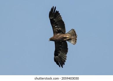 A Dark Booted Eagle In Flight From Below