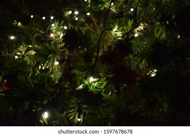 Dark Bottlebrush Plant In Christmas Lights. Silhouette Background.