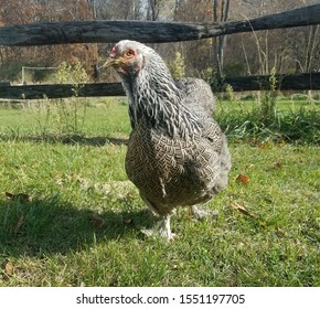 Dark Brahma Hen Eating Grass