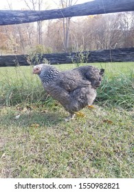 Dark Brahma Hen In Grass 