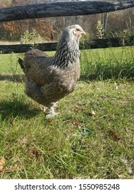 Dark Brahma Hen In Grass