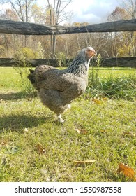 Dark Brahma Hen In Grass