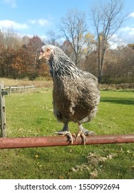 Dark Brahma Hen On Fence 