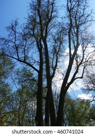 Dark branches of a huge old tree against blue sky