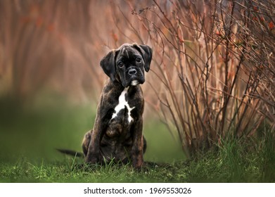 dark brindle german boxer puppy posing outdoors