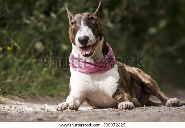 Dark Brindle White Bull Terrier Wearing Stock Photo 390072625