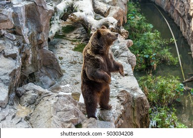 1,973 Grizzly bear standing up Images, Stock Photos & Vectors ...