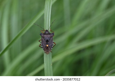 A Dark Brown Bedbug Crawls On A Narrow Leaf Of Grass