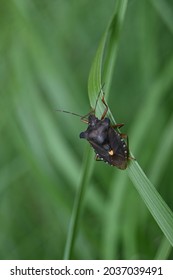 The Dark Brown Bedbug Crawls On The Narrow Leaf Of The Bent Plant