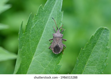 Dark Brown Bedbug On A Green Leaf