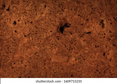 Dark Brown Burl Wood Texture
