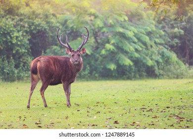 103 Deer Bounces Images, Stock Photos & Vectors 