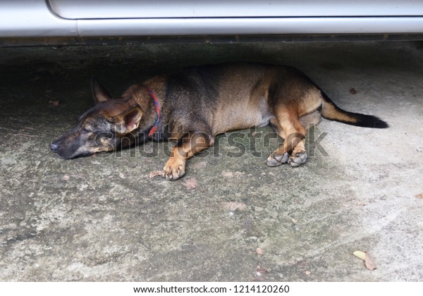 Dark brown dog hiding and sleeping under\
the car , Funny and cute behavior of\
pets