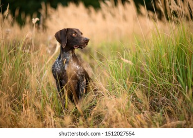 Imagenes Fotos De Stock Y Vectores Sobre German Pointer