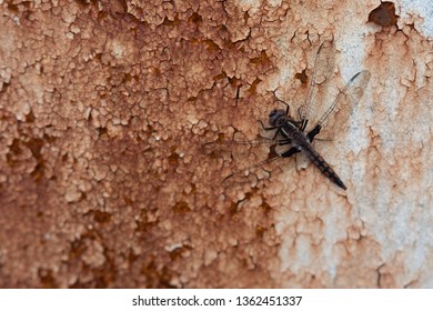 Dark Brown Dragonfly Resting On The Rusting Surface Of An Old Propane Tank