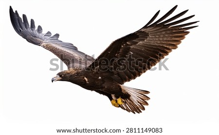 Dark Brown Eagle Bird Flying with Wide Wings Powerful Wildlife Shot Isolated on White Background