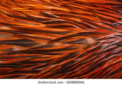 Hackles Images, Stock Photos & Vectors | Shutterstock