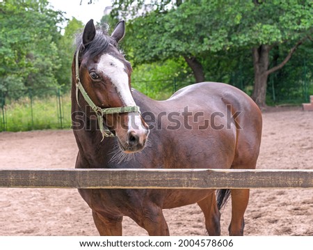 Dark brown horse with a white stripe on the muzzle stands behind a wooden paddock.
