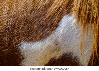 Dark brown horse's skin for background