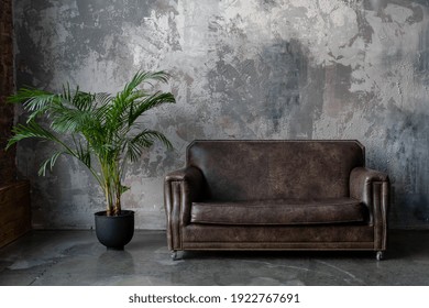 Dark Brown Leather Couch Standing In Living Room With Loft Interior Design. Green Houseplant In Flower Pot Near Sofa, Against Concrete Copy Space Wall