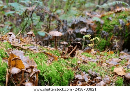 dark brown mushrooms in the sun, with beautiful green grass and surrounded by autumn leaves