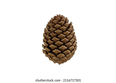 A dark brown pinecone on a white background