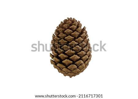 A dark brown pinecone on a white background