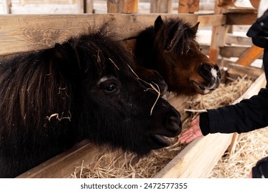 Dark brown pony eats a carrot from woman's hand. Horses for riding on the farm. Preparation of horses for races. Veterinary care for pets. Agriculture. Feeding mammals. - Powered by Shutterstock