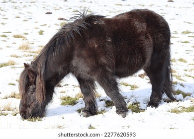 Dark brown Shetland pony grazing in a snow covered field in bright sunshine - Powered by Shutterstock