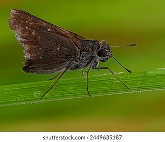 The dark brown Skipper Butterfly is perched and resting on green grass leaves 